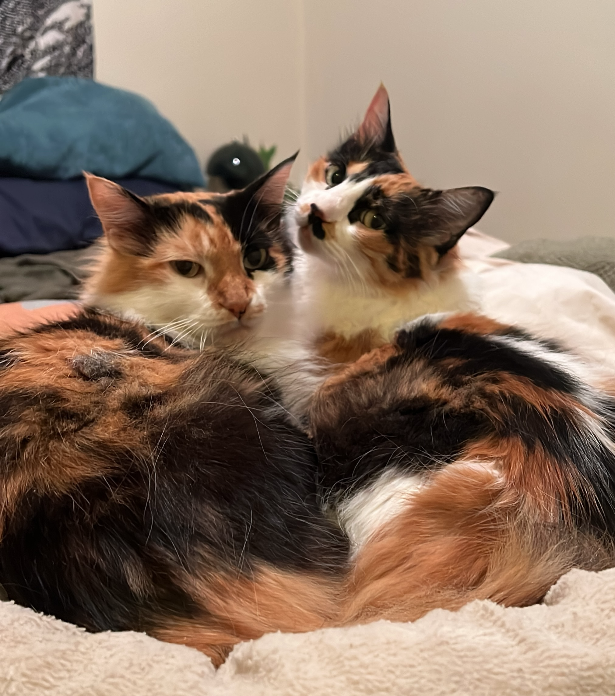 Two calico cats resting