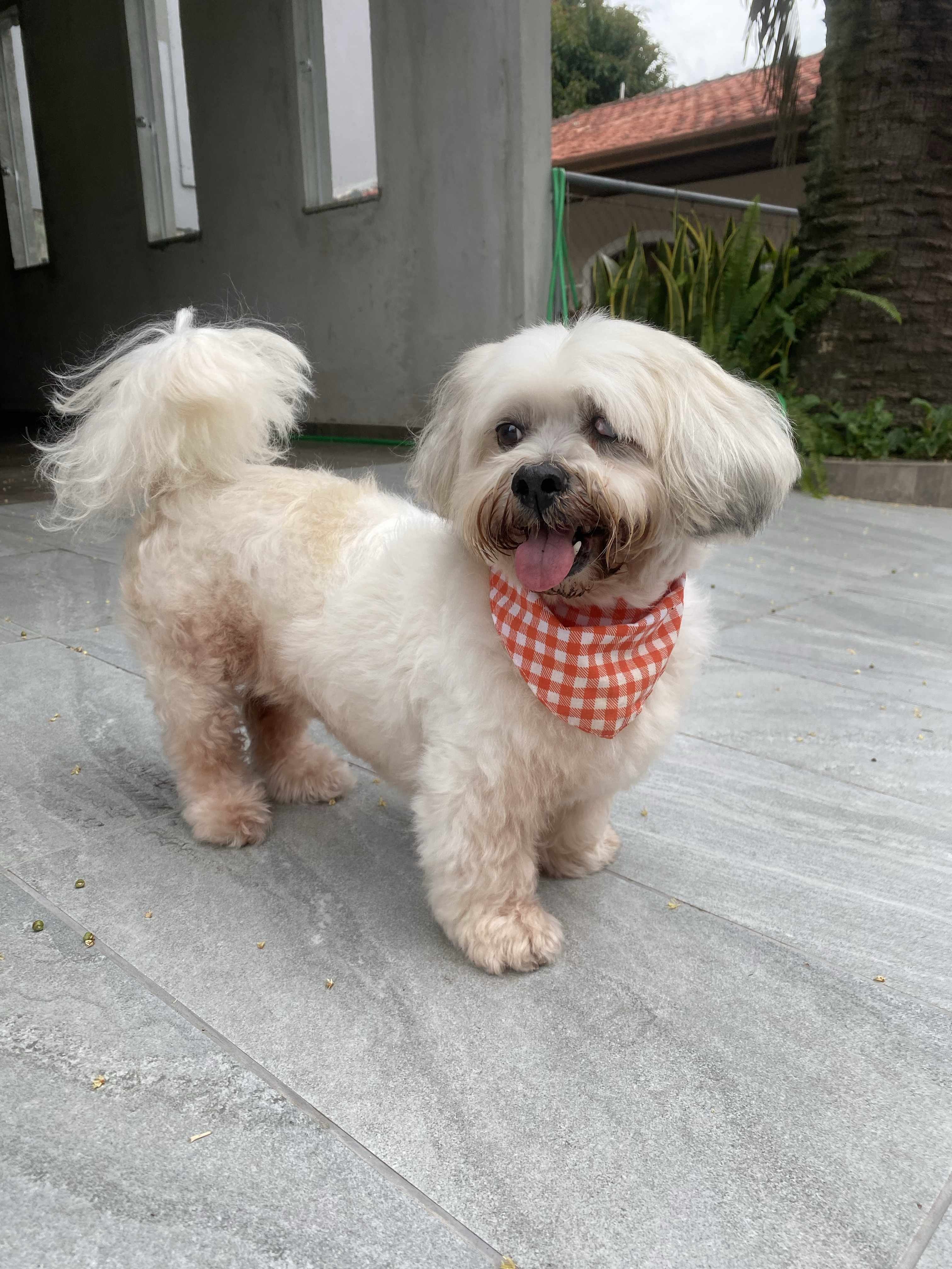 A small white dog with a checkered bandana